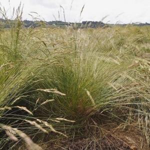 Festuca rubra rubra